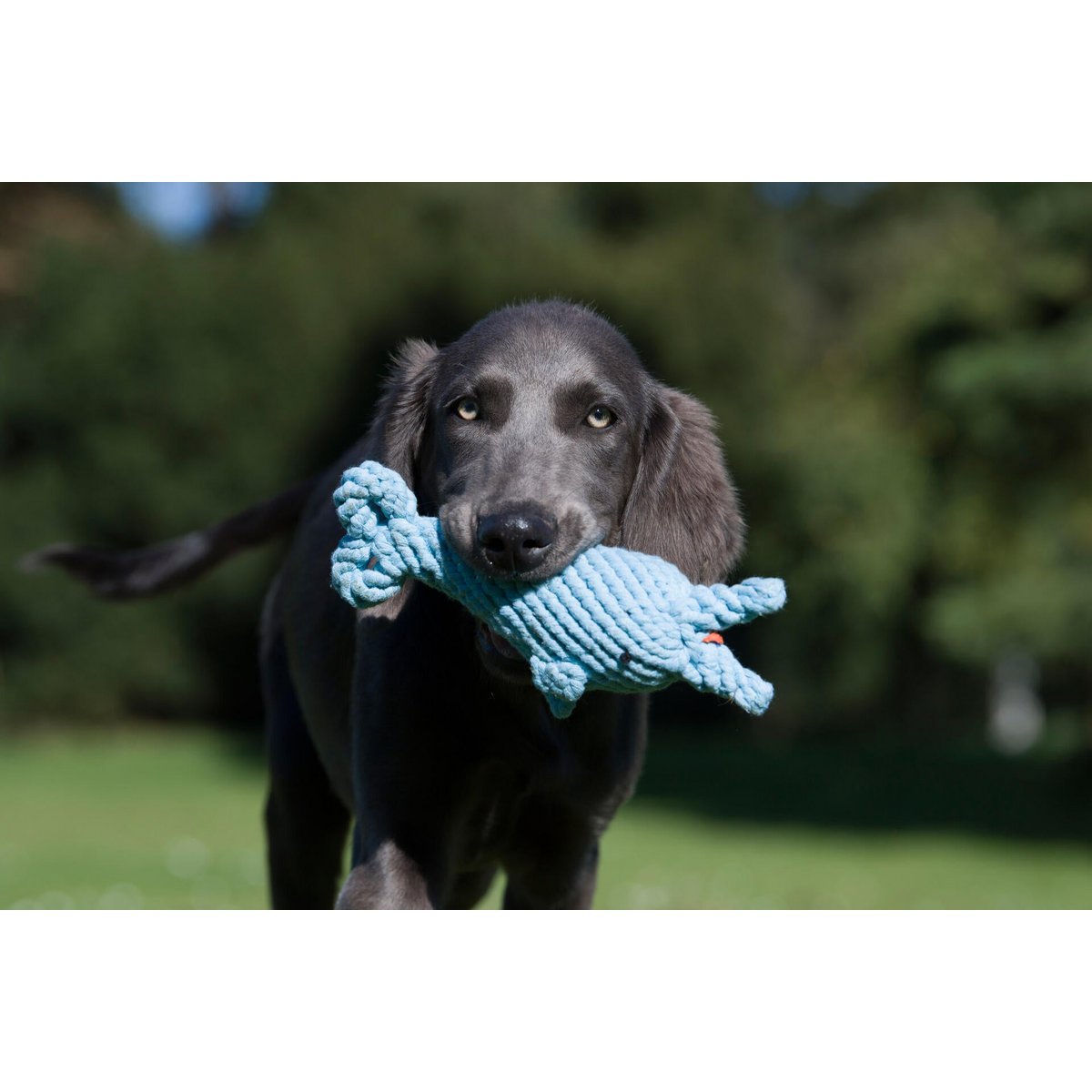 Big Ocean - Spielzeug - Set für Hunde - Tiny Paws Boutique