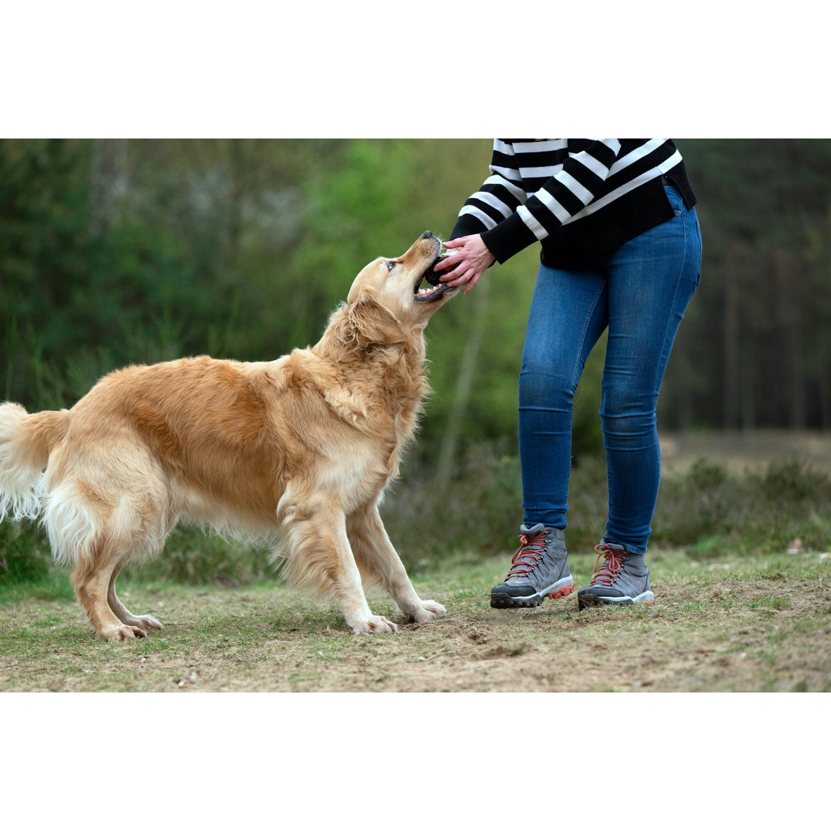 Big Ocean - Spielzeug - Set für Hunde - Tiny Paws Boutique