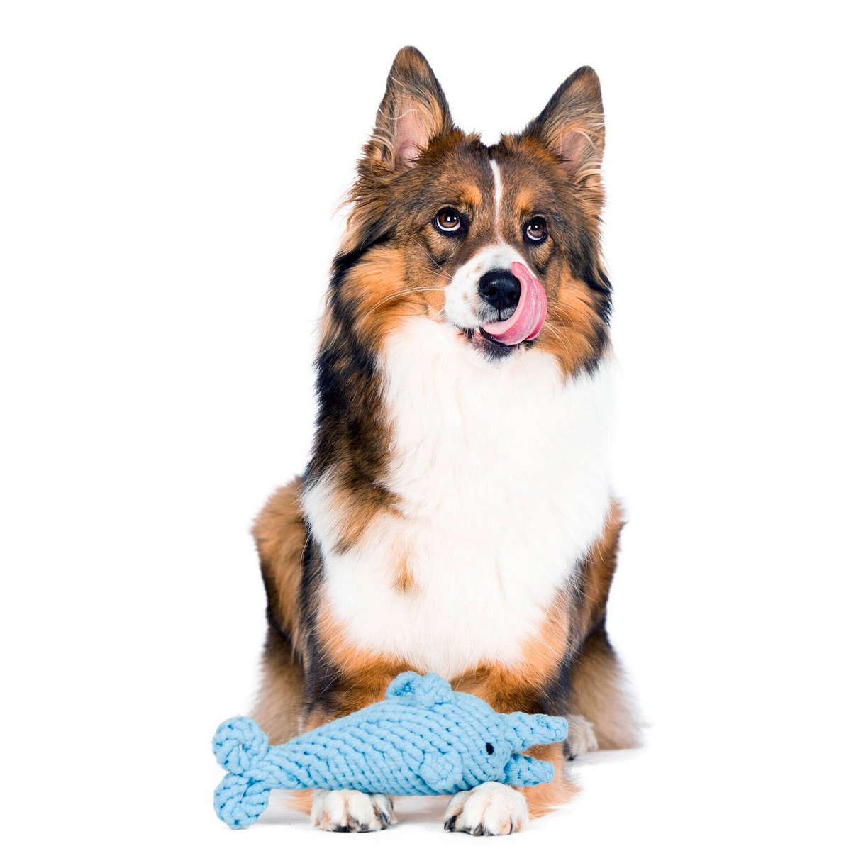 Big Ocean - Spielzeug - Set für Hunde - Tiny Paws Boutique