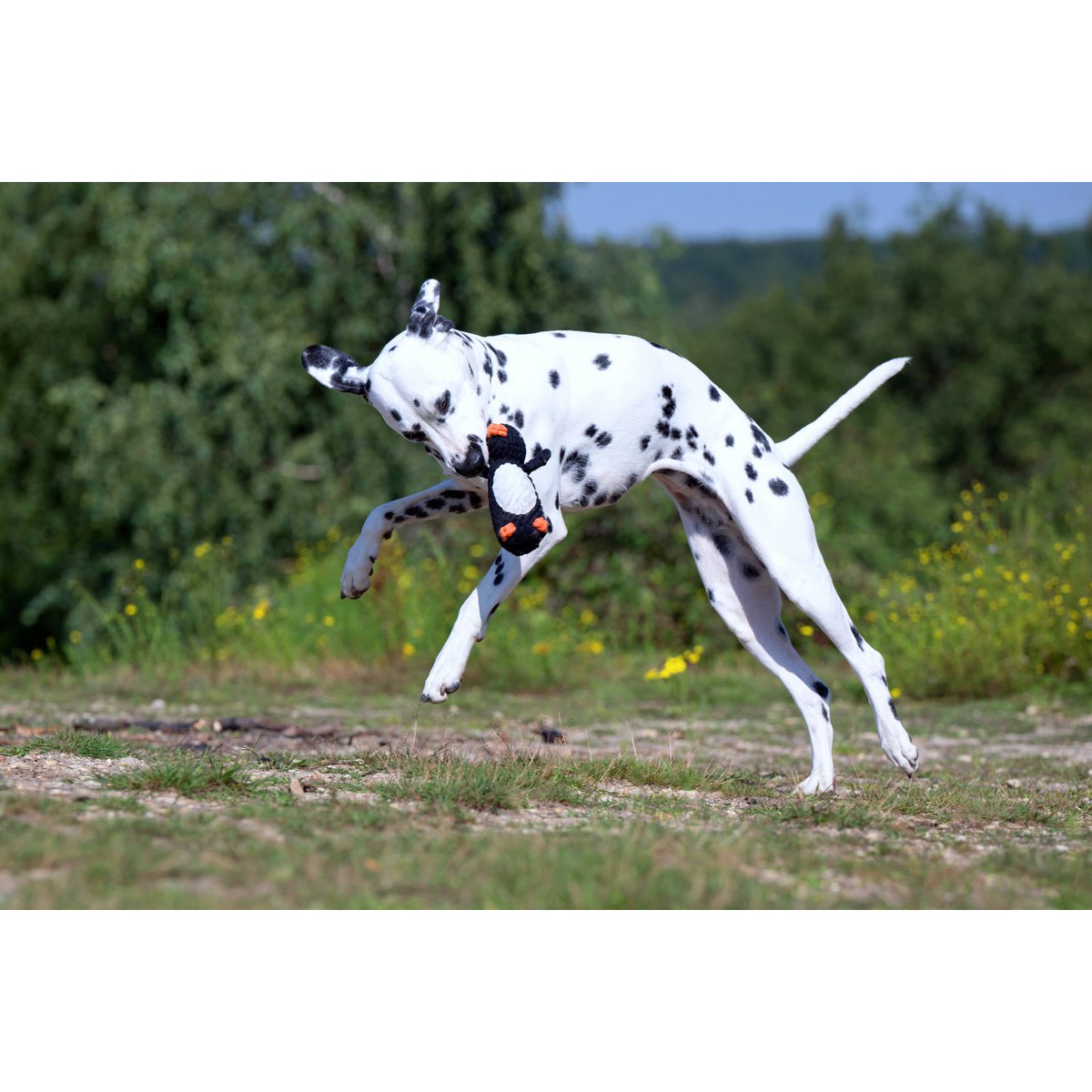 Big Ocean - Spielzeug - Set für Hunde - Tiny Paws Boutique