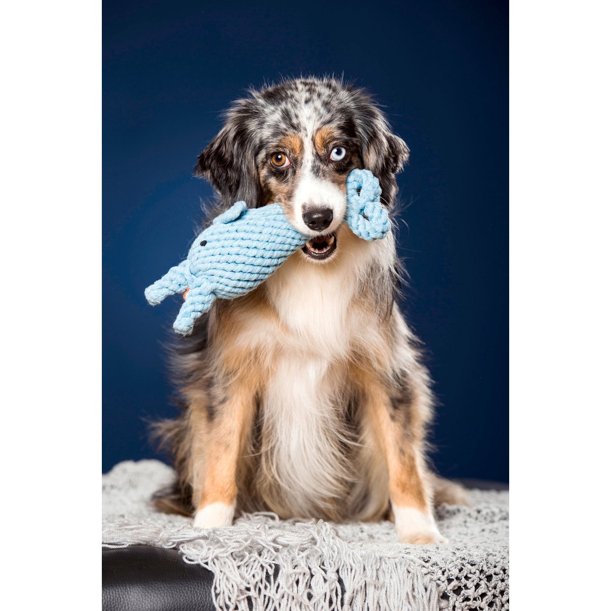Big Ocean - Spielzeug - Set für Hunde - Tiny Paws Boutique