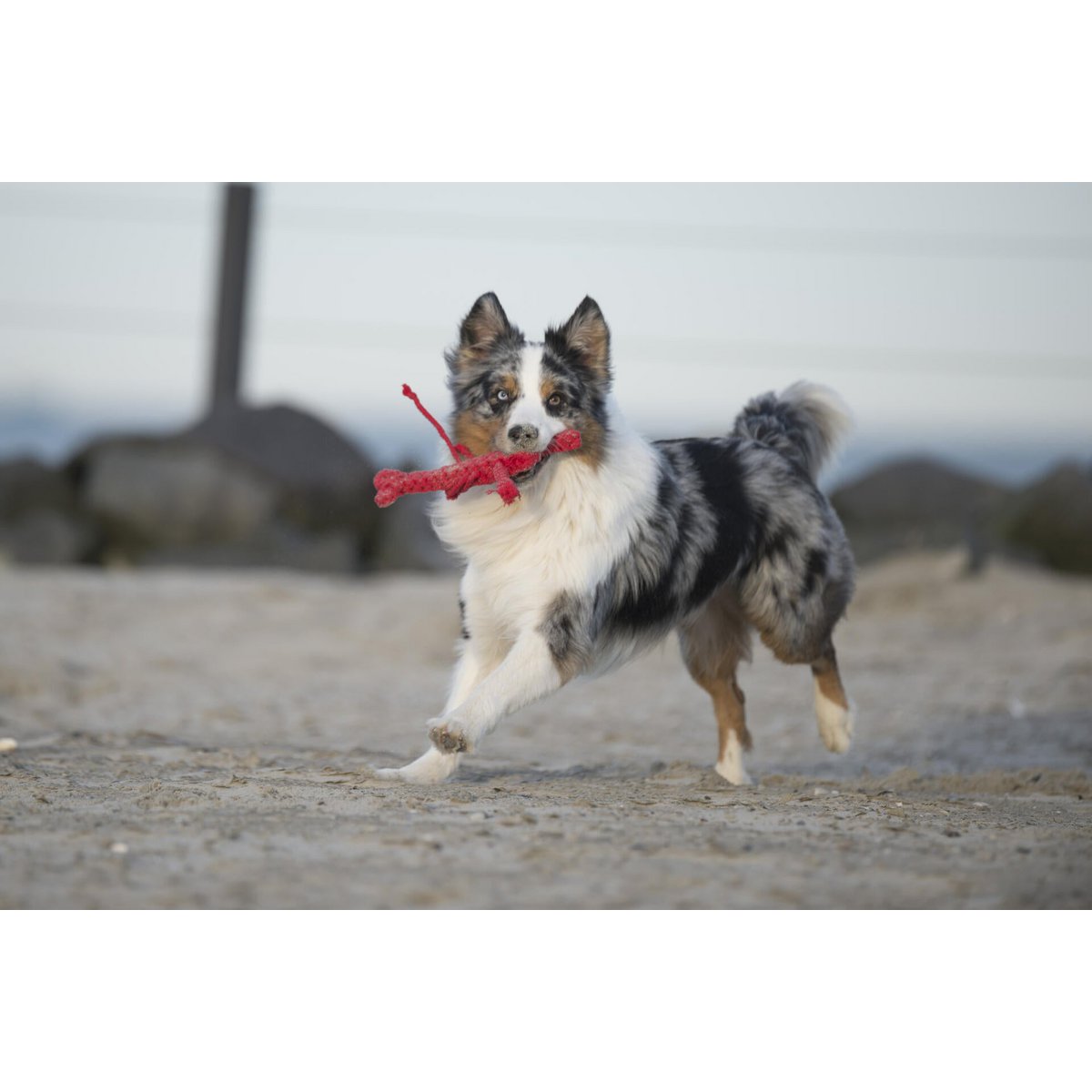 Big Ocean - Spielzeug - Set für Hunde - Tiny Paws Boutique