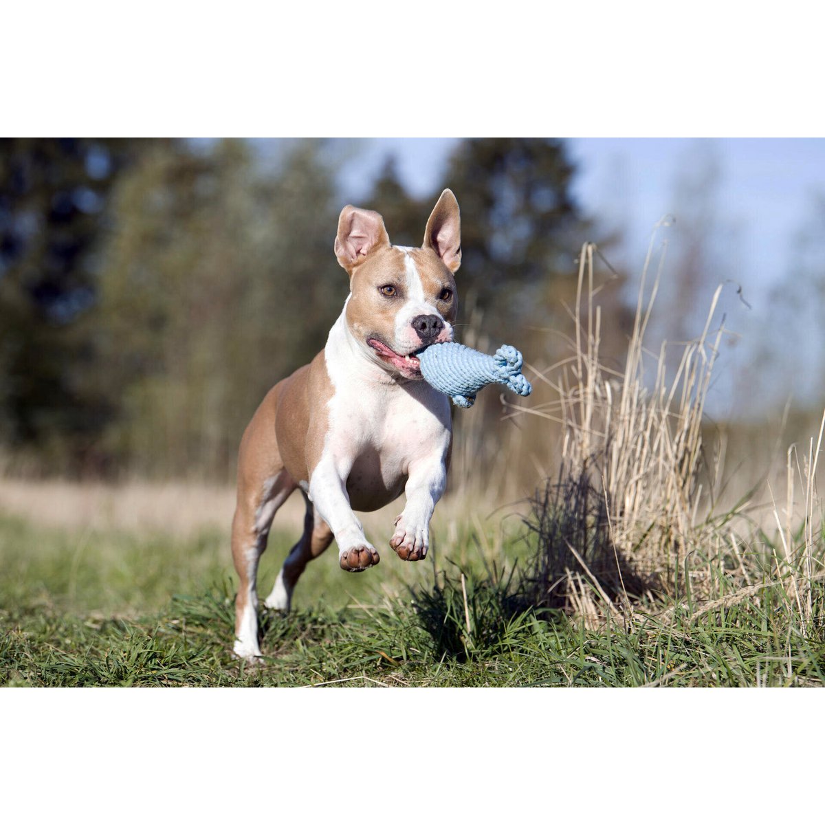 Big Ocean - Spielzeug - Set für Hunde - Tiny Paws Boutique