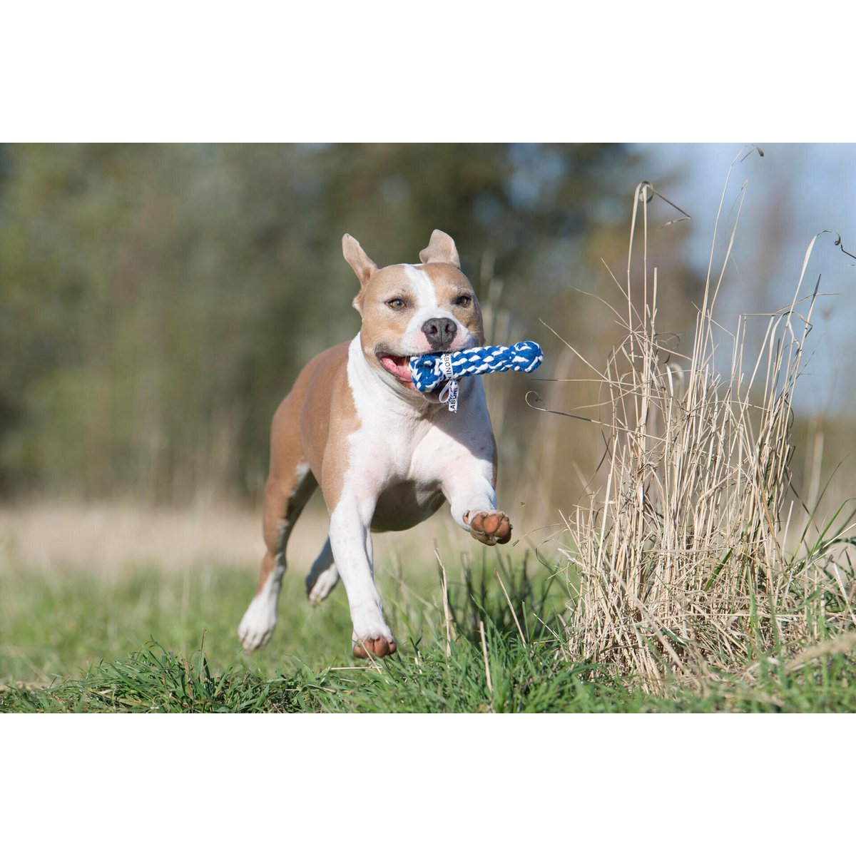 Bonnie Bone - Kult - Spielzeug für Hunde - Tiny Paws Boutique