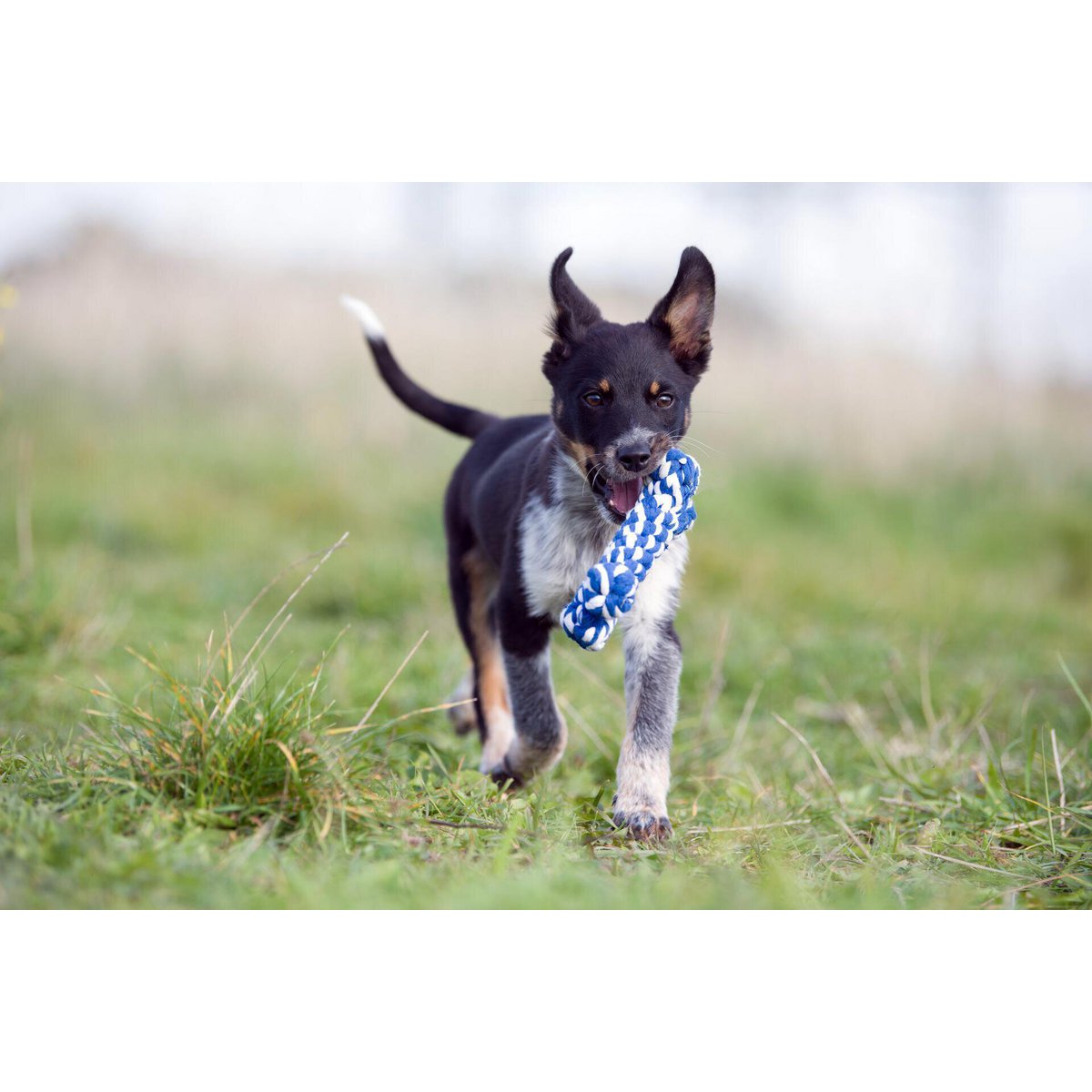 Bonnie Bone - Kult - Spielzeug für Hunde - Tiny Paws Boutique