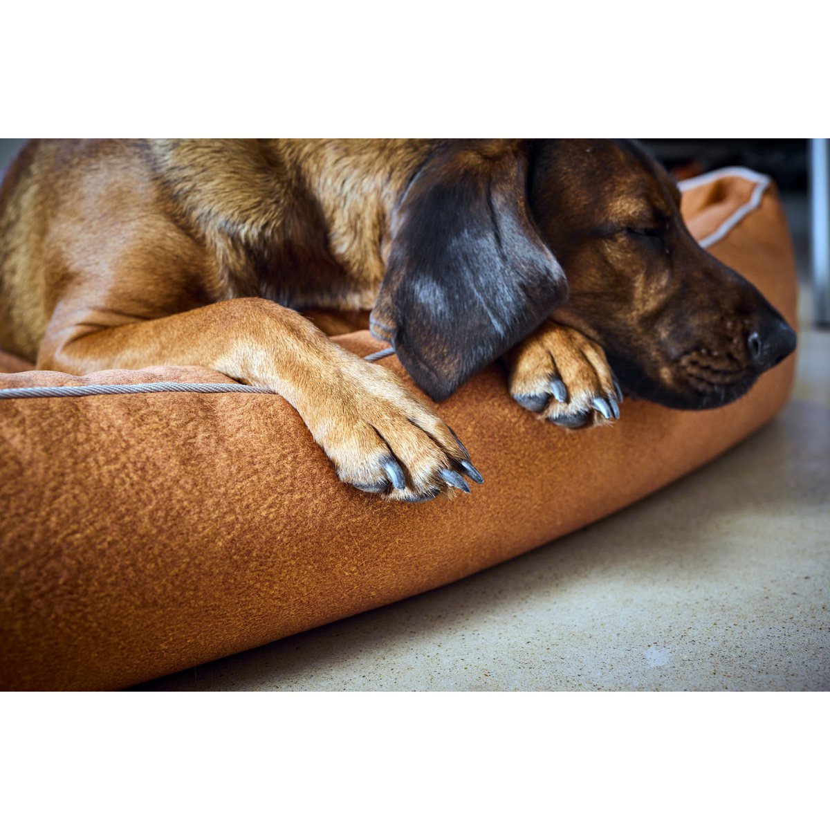CLASSIC Hundebett - BUFFALO CAMEL - Tiny Paws Boutique
