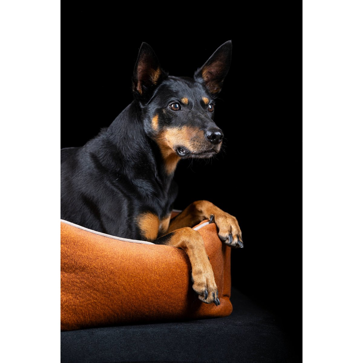 CLASSIC Hundebett - BUFFALO CAMEL - Tiny Paws Boutique