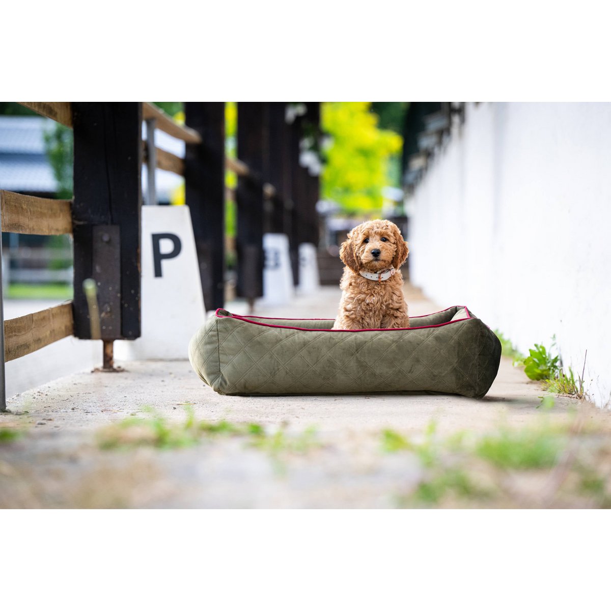 CLASSIC Hundebett - OXFORD OLIVE - Tiny Paws Boutique