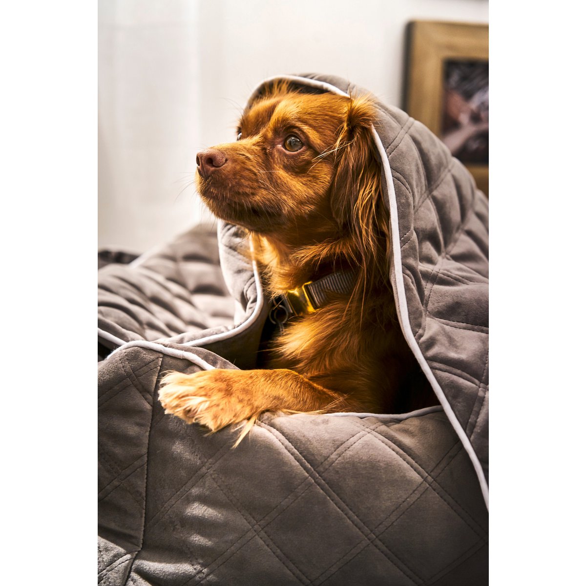 CLASSIC Hundebett - OXFORD STONE - Tiny Paws Boutique