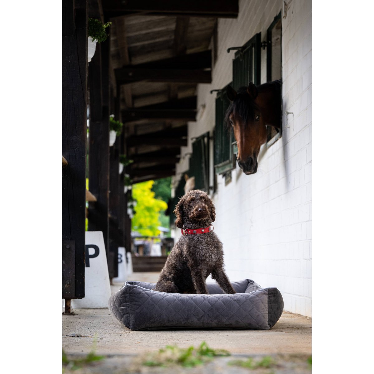 CLASSIC Hundebett - OXFORD STONE - Tiny Paws Boutique