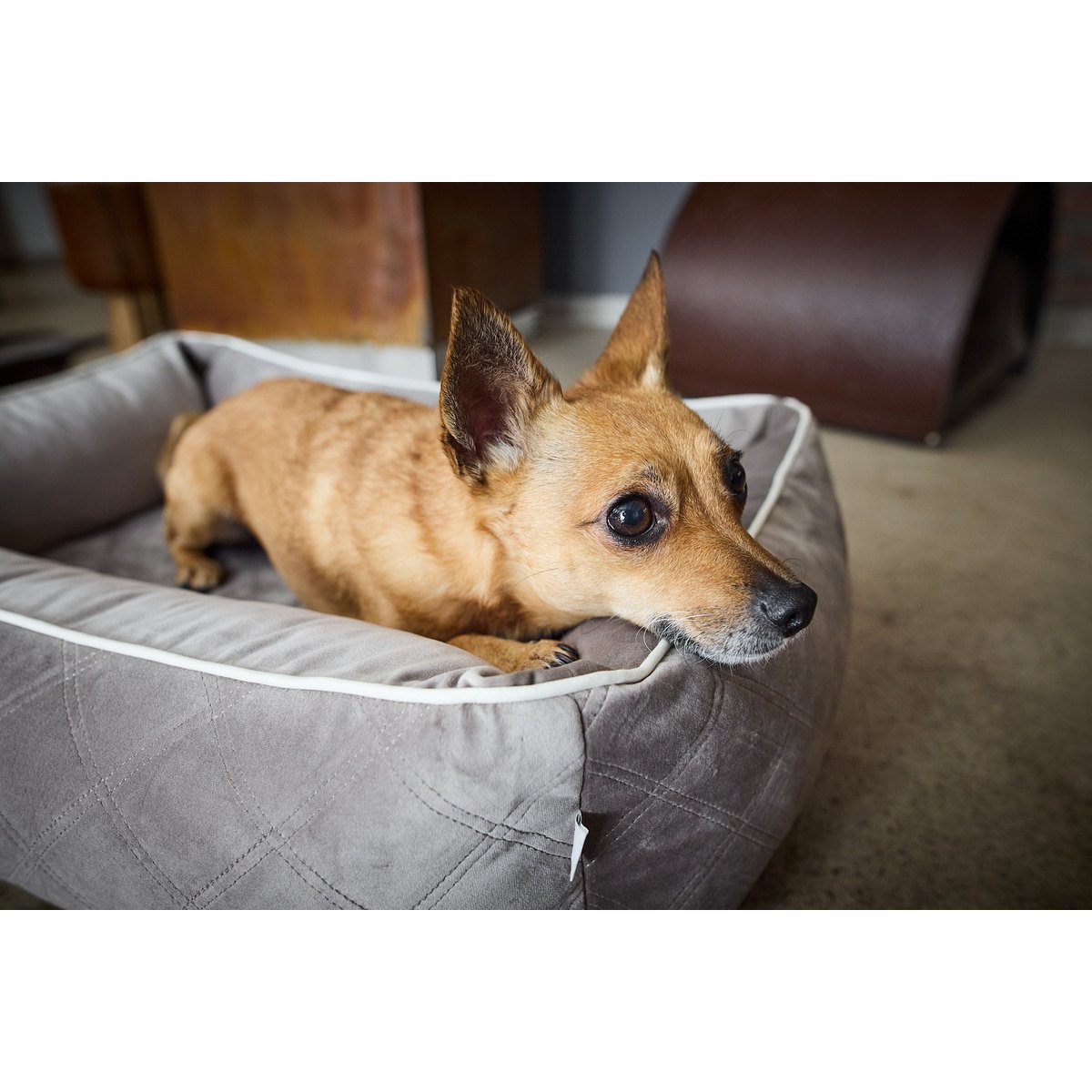 CLASSIC Hundebett - OXFORD TAUPE - Tiny Paws Boutique