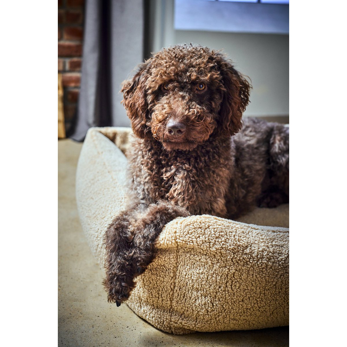 CLASSIC Hundebett - TEDDY CREME - Tiny Paws Boutique