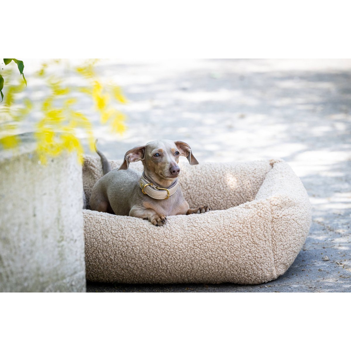 CLASSIC Hundebett - TEDDY CREME - Tiny Paws Boutique