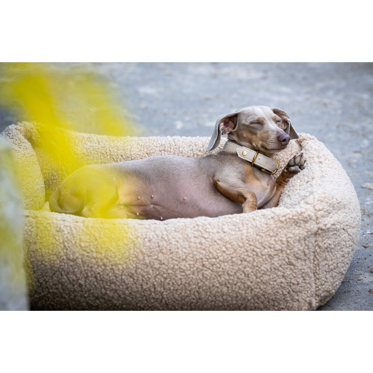 CLASSIC Hundebett - TEDDY CREME - Tiny Paws Boutique