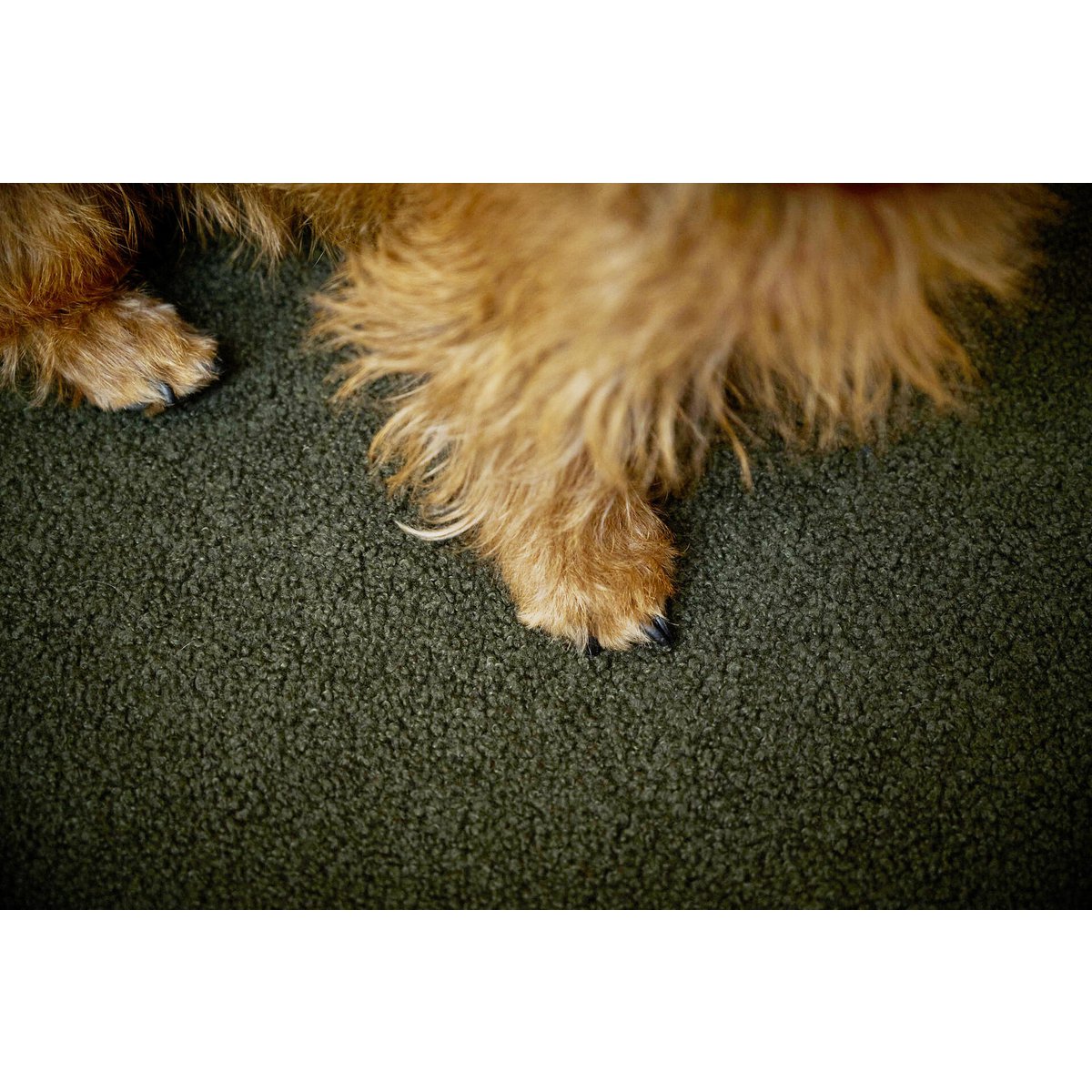 CLASSIC Hundebett - TEDDY GREEN - Tiny Paws Boutique