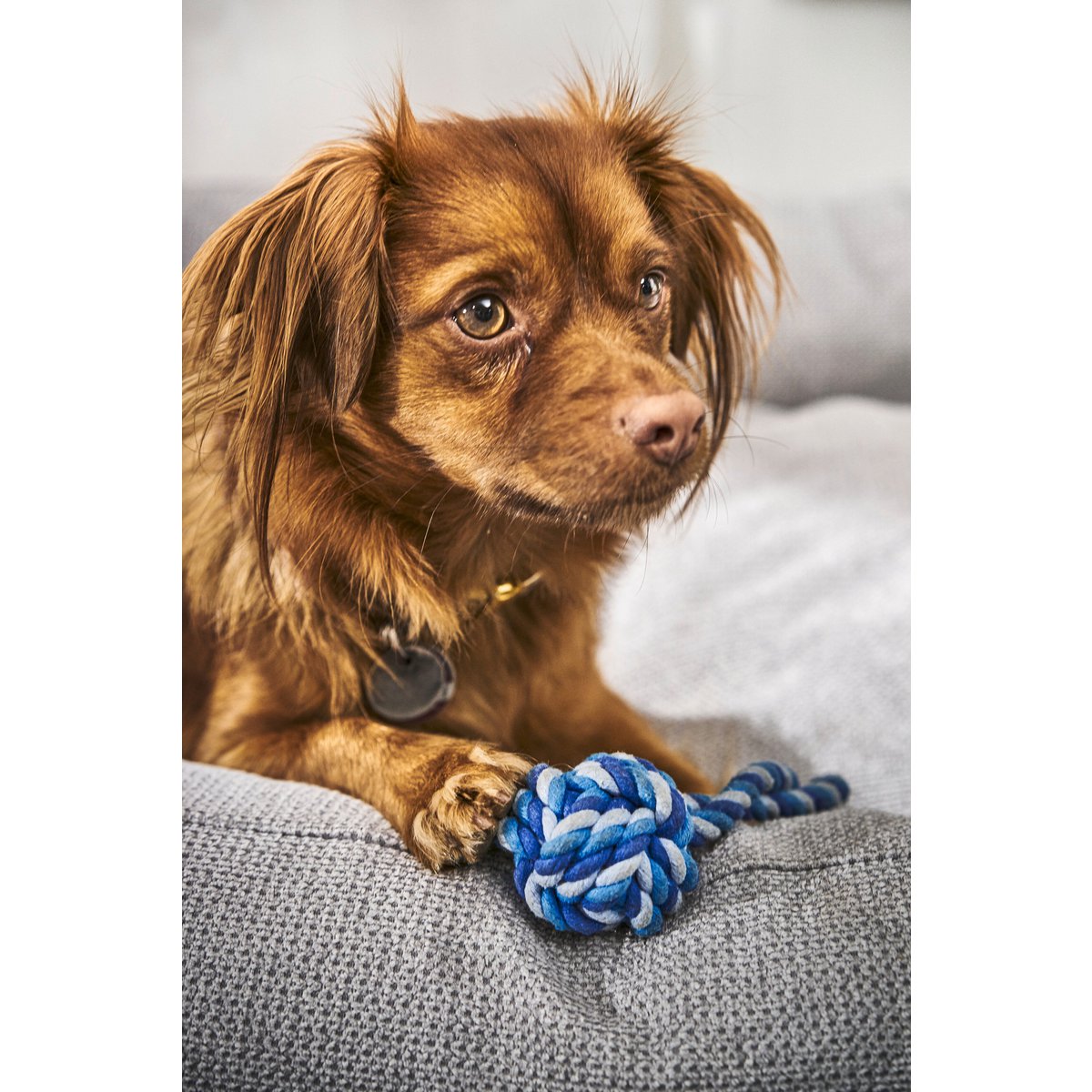 CLASSIC Hundebett - TUDOR GREY - Tiny Paws Boutique