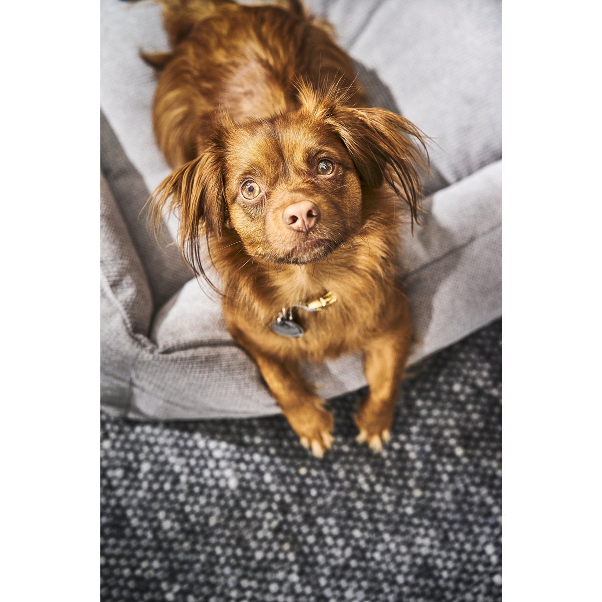 CLASSIC Hundebett - TUDOR GREY - Tiny Paws Boutique