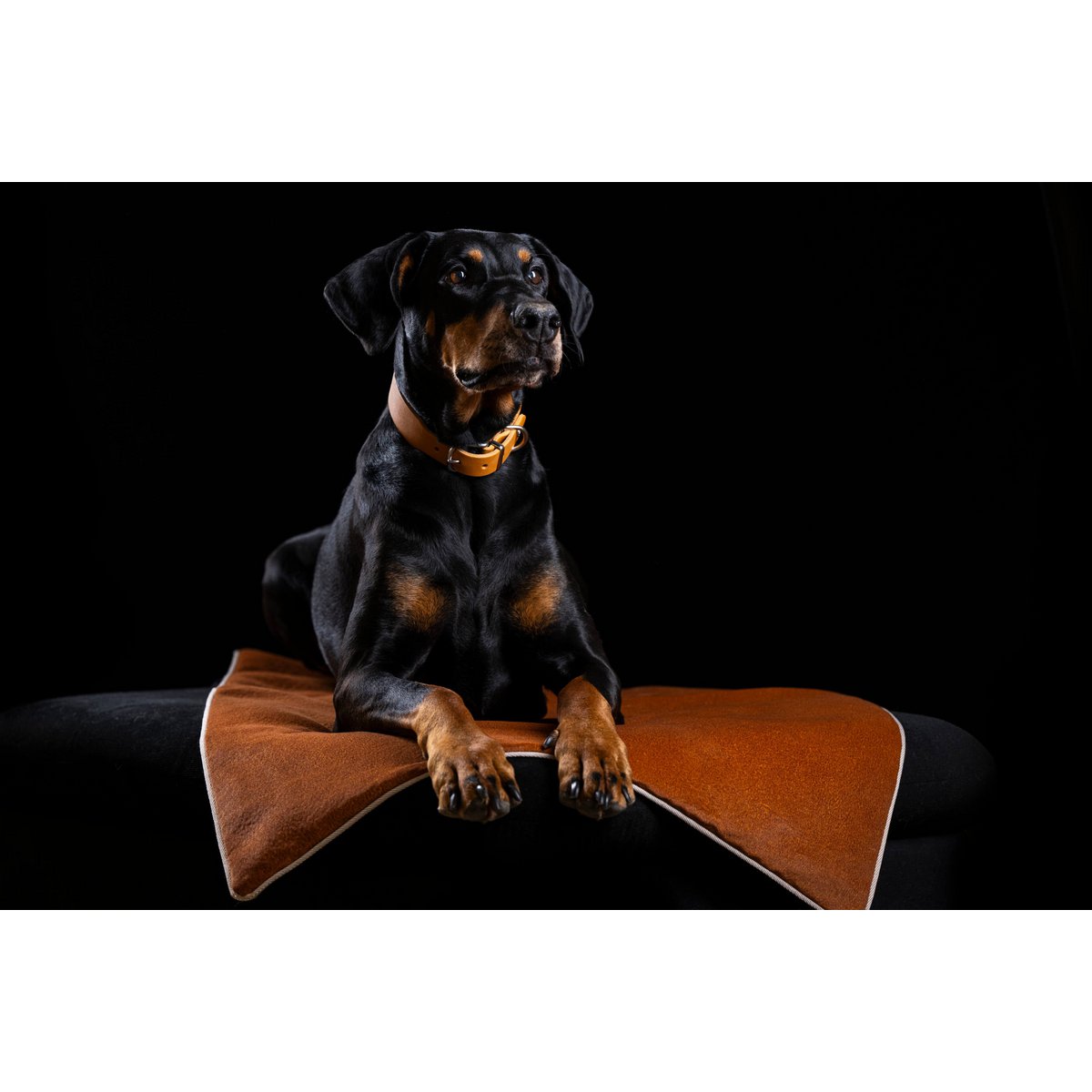 Decke BUFFALO CAMEL - Multifunktions - Decke - Tiny Paws Boutique