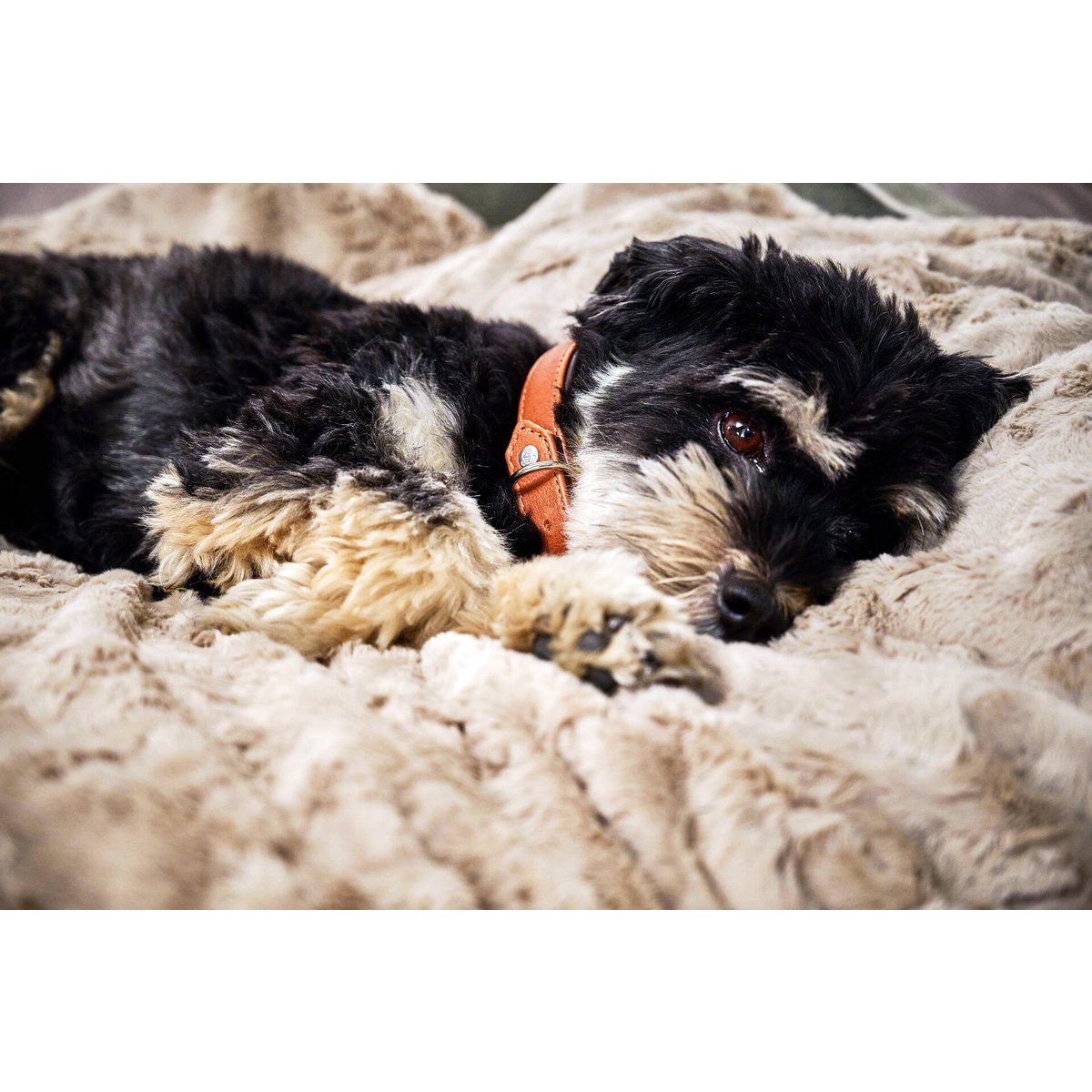 Decke COZY BEIGE - Edle Webpelz - Decke - Tiny Paws Boutique