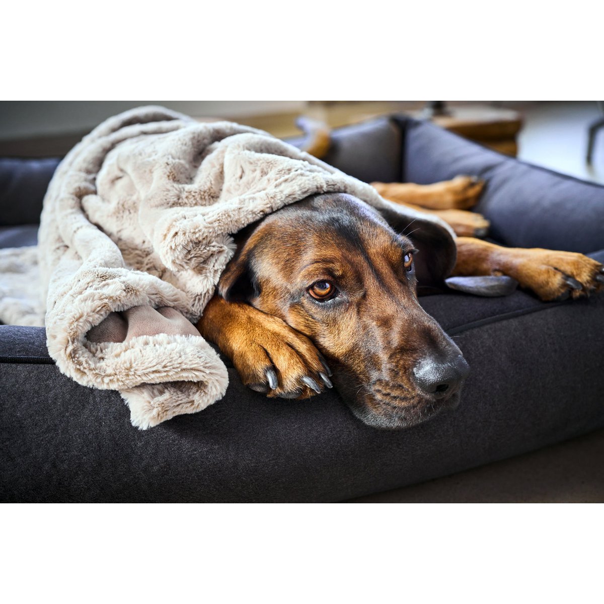 Decke COZY BEIGE - Edle Webpelz - Decke - Tiny Paws Boutique