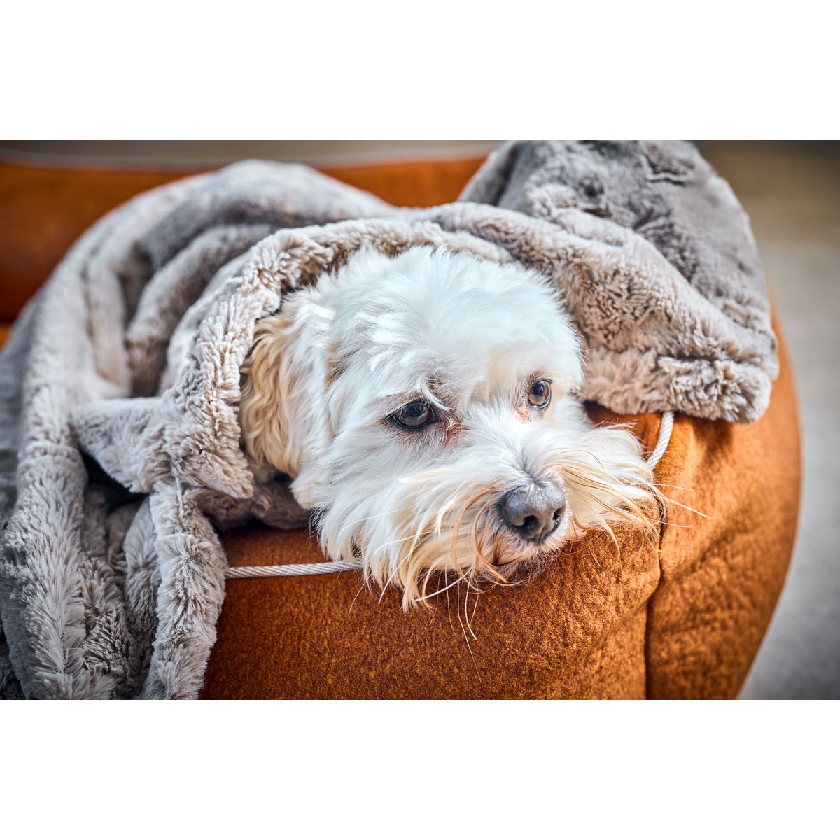 Decke COZY BEIGE - Edle Webpelz - Decke - Tiny Paws Boutique