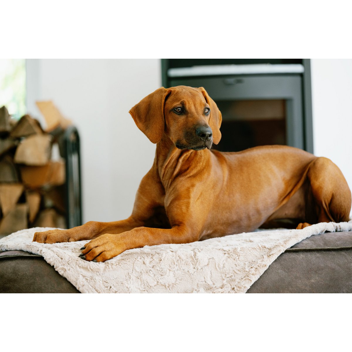Decke COZY BEIGE - Edle Webpelz - Decke - Tiny Paws Boutique
