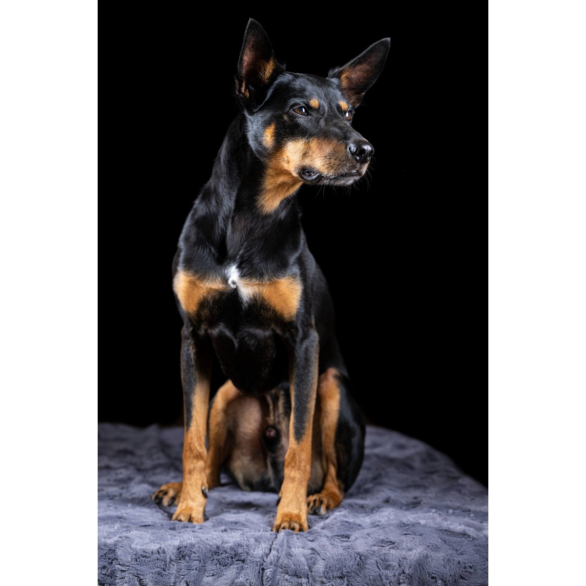 Decke COZY STONE - Edle Webpelz - Decke - Tiny Paws Boutique