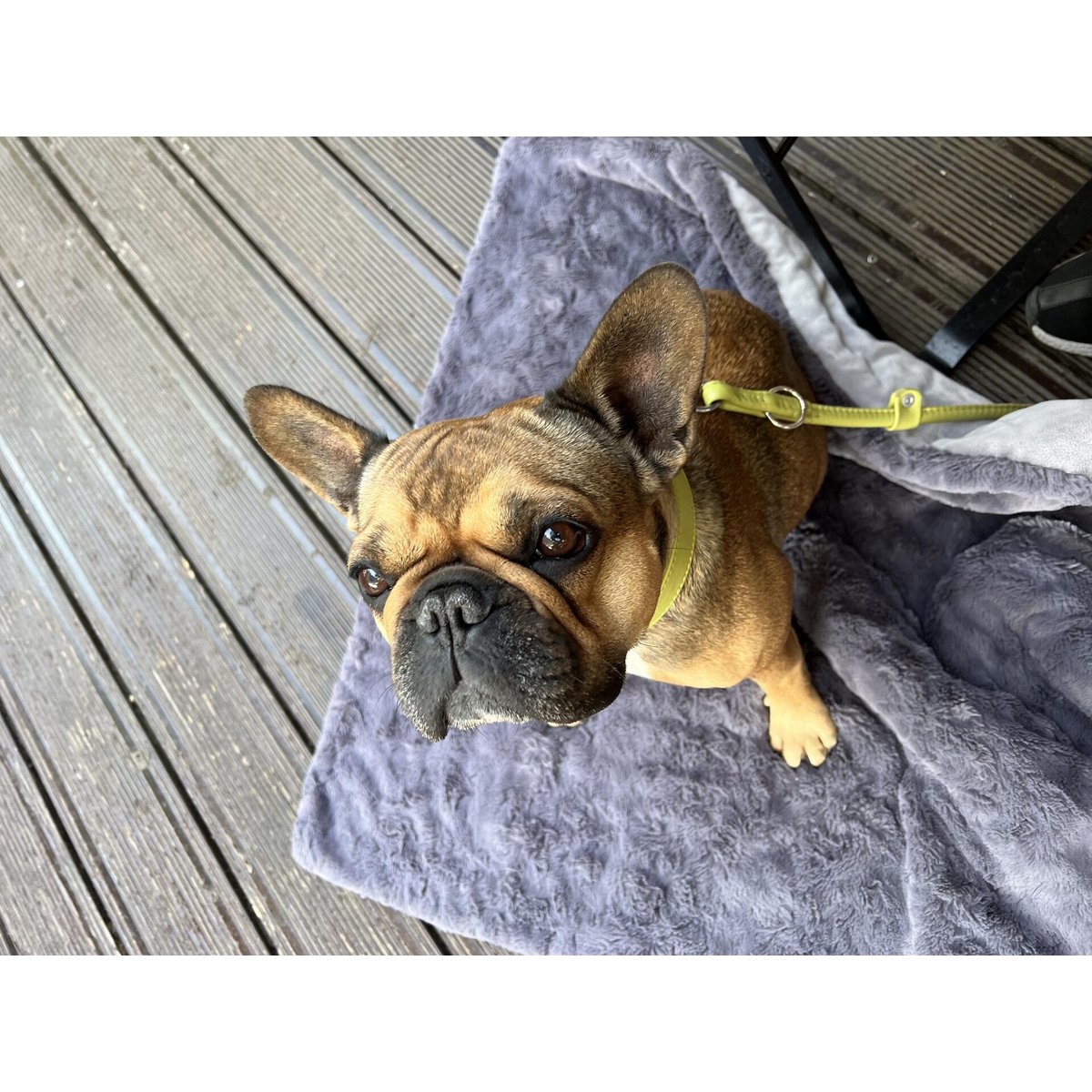 Decke COZY STONE - Edle Webpelz - Decke - Tiny Paws Boutique