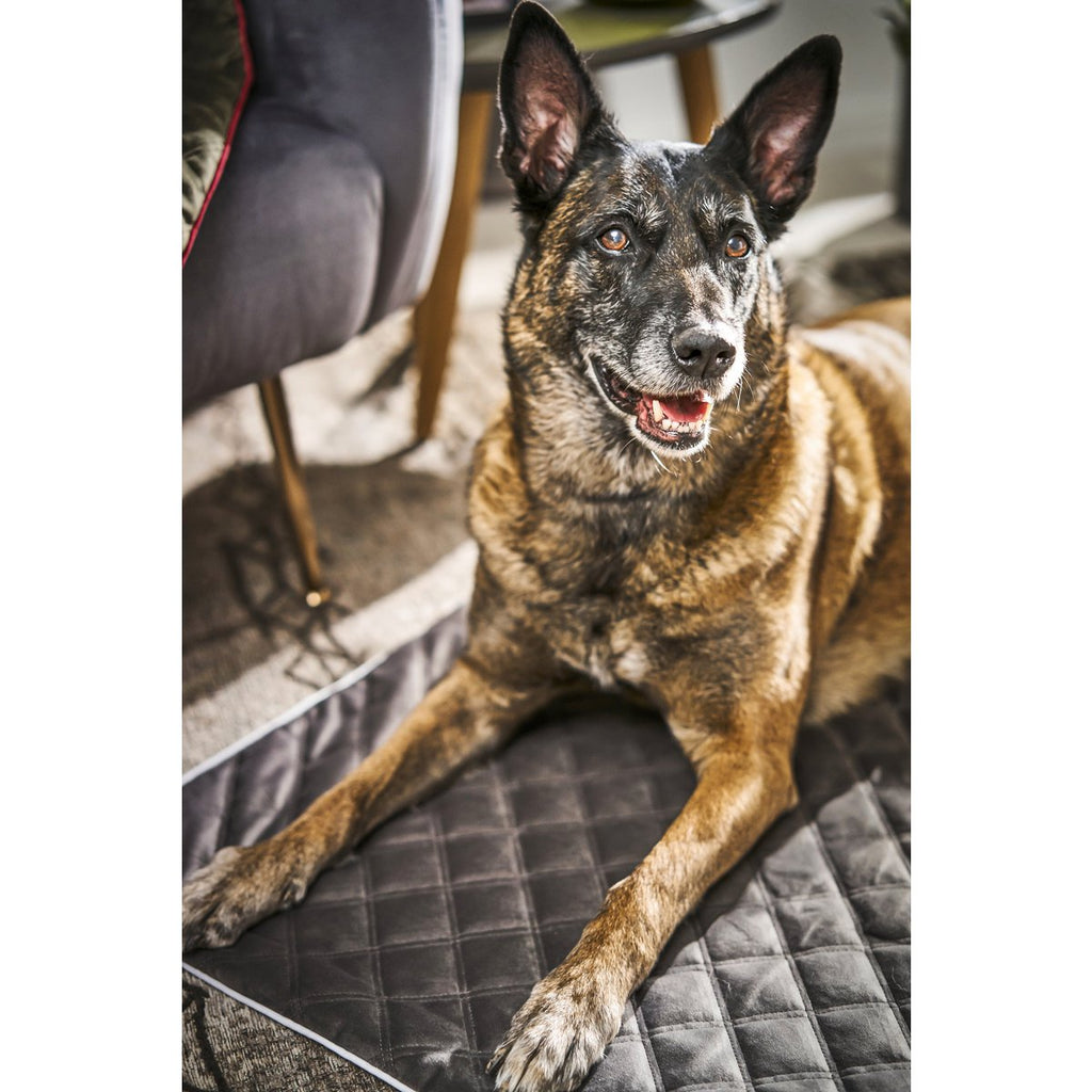Decke OXFORD Stone - strapazierfähige Hundedecke in edler Samtoptik - Tiny Paws Boutique
