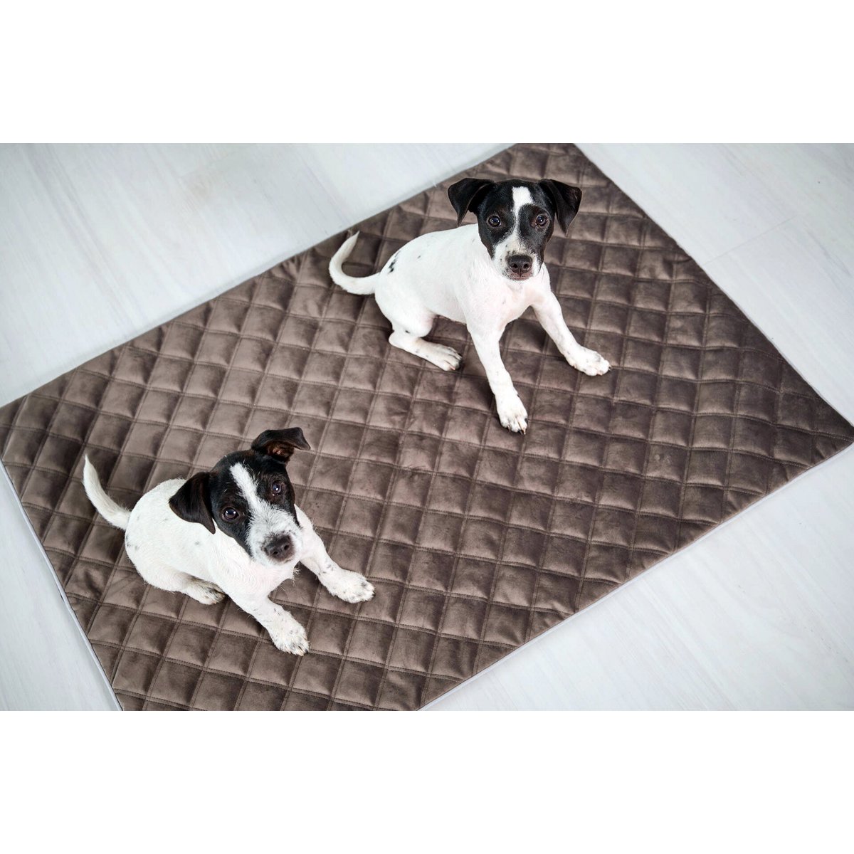 Decke OXFORD Stone - strapazierfähige Hundedecke in edler Samtoptik - Tiny Paws Boutique