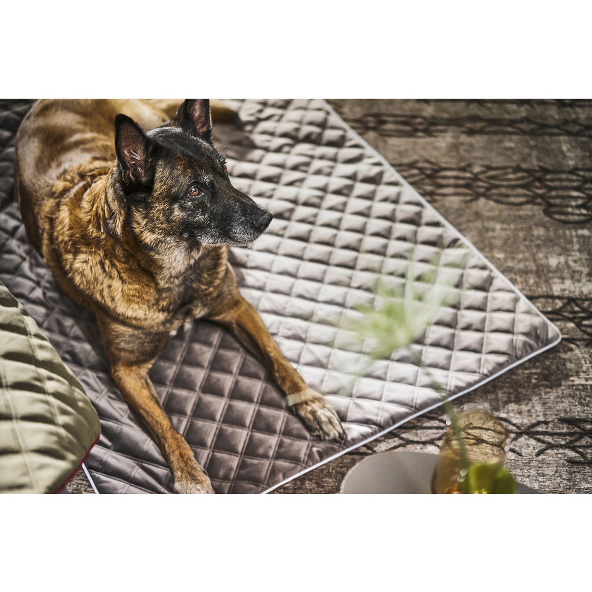 Decke OXFORD Stone - strapazierfähige Hundedecke in edler Samtoptik - Tiny Paws Boutique
