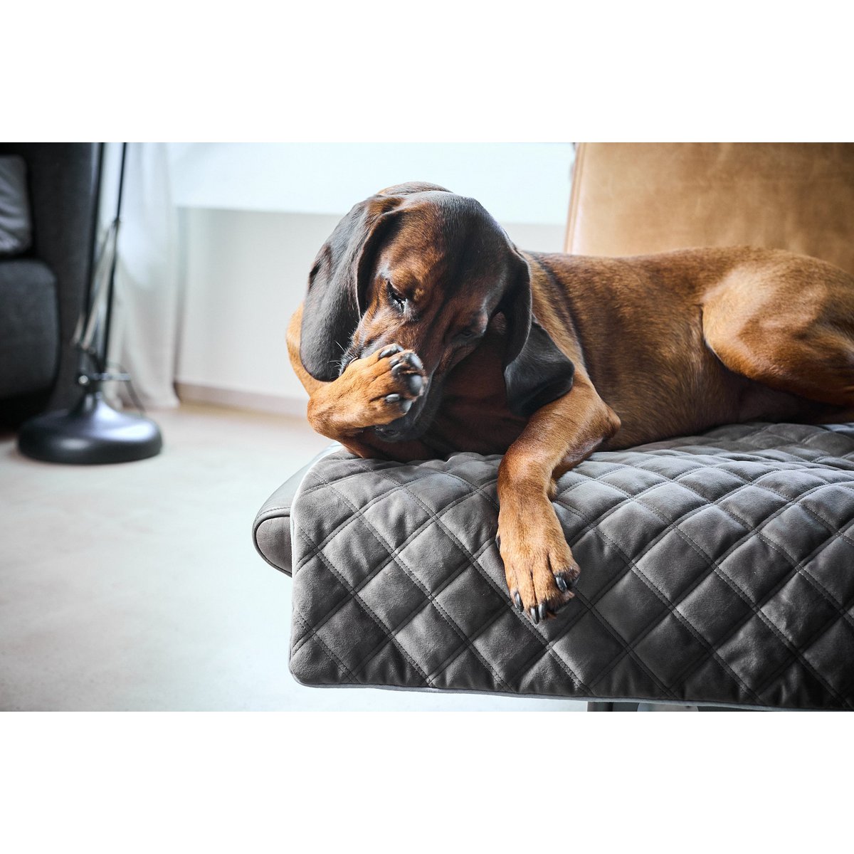 Decke OXFORD Stone - strapazierfähige Hundedecke in edler Samtoptik - Tiny Paws Boutique