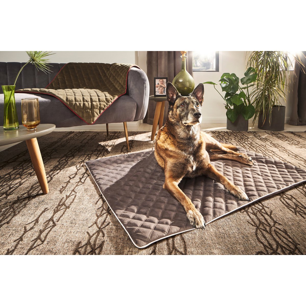 Decke OXFORD Stone - strapazierfähige Hundedecke in edler Samtoptik - Tiny Paws Boutique