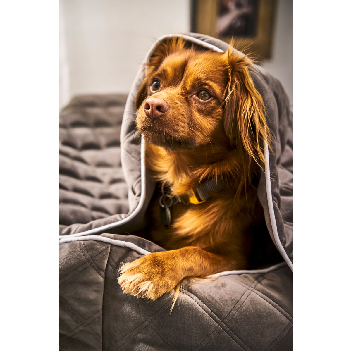 Decke OXFORD Stone - strapazierfähige Hundedecke in edler Samtoptik - Tiny Paws Boutique
