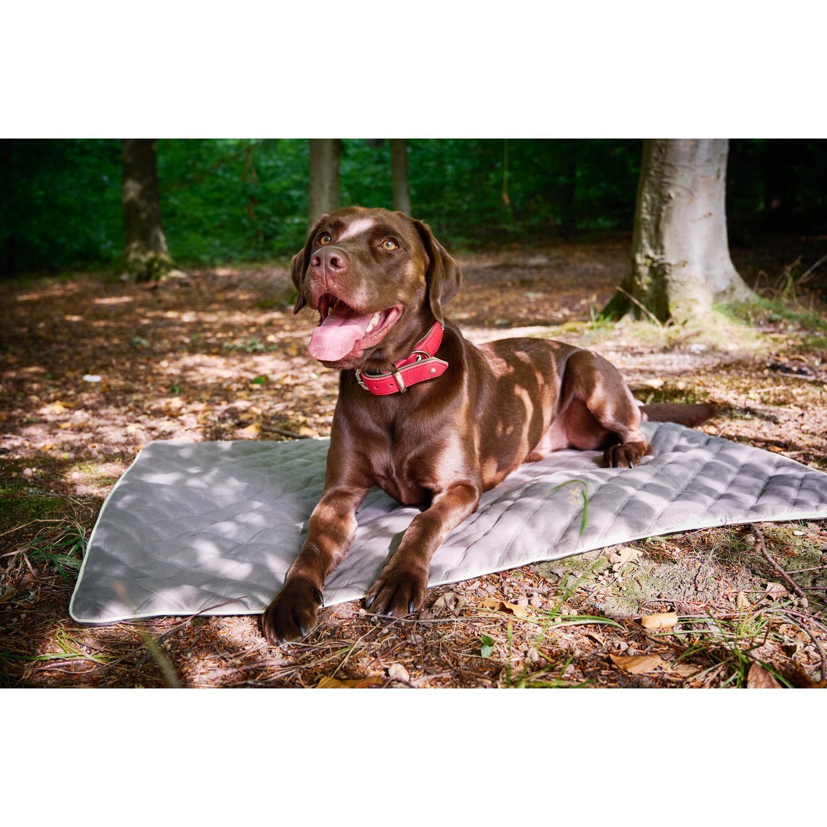 Decke OXFORD Taupe - strapazierfähige Hundedecke in edler Samtoptik - Tiny Paws Boutique