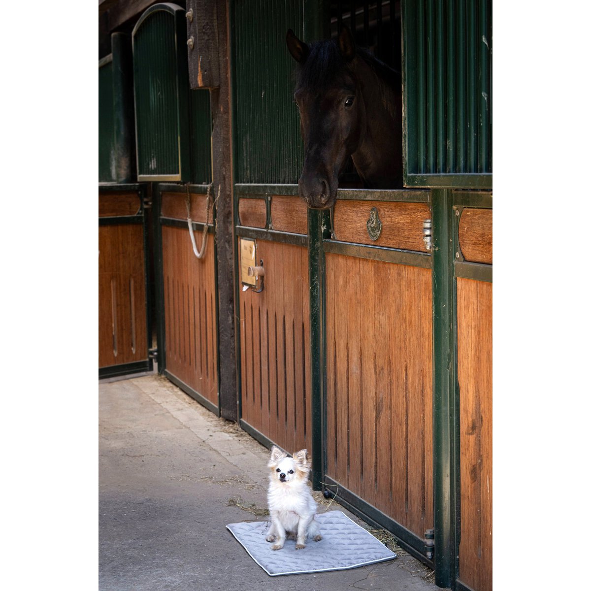 Decke OXFORD Taupe - strapazierfähige Hundedecke in edler Samtoptik - Tiny Paws Boutique
