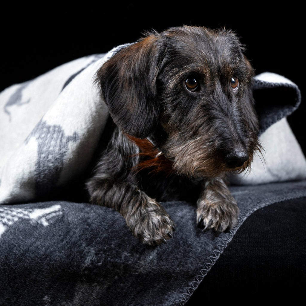 Decke TECKEL - Wendedecke mit Dackelmotiv - Tiny Paws Boutique