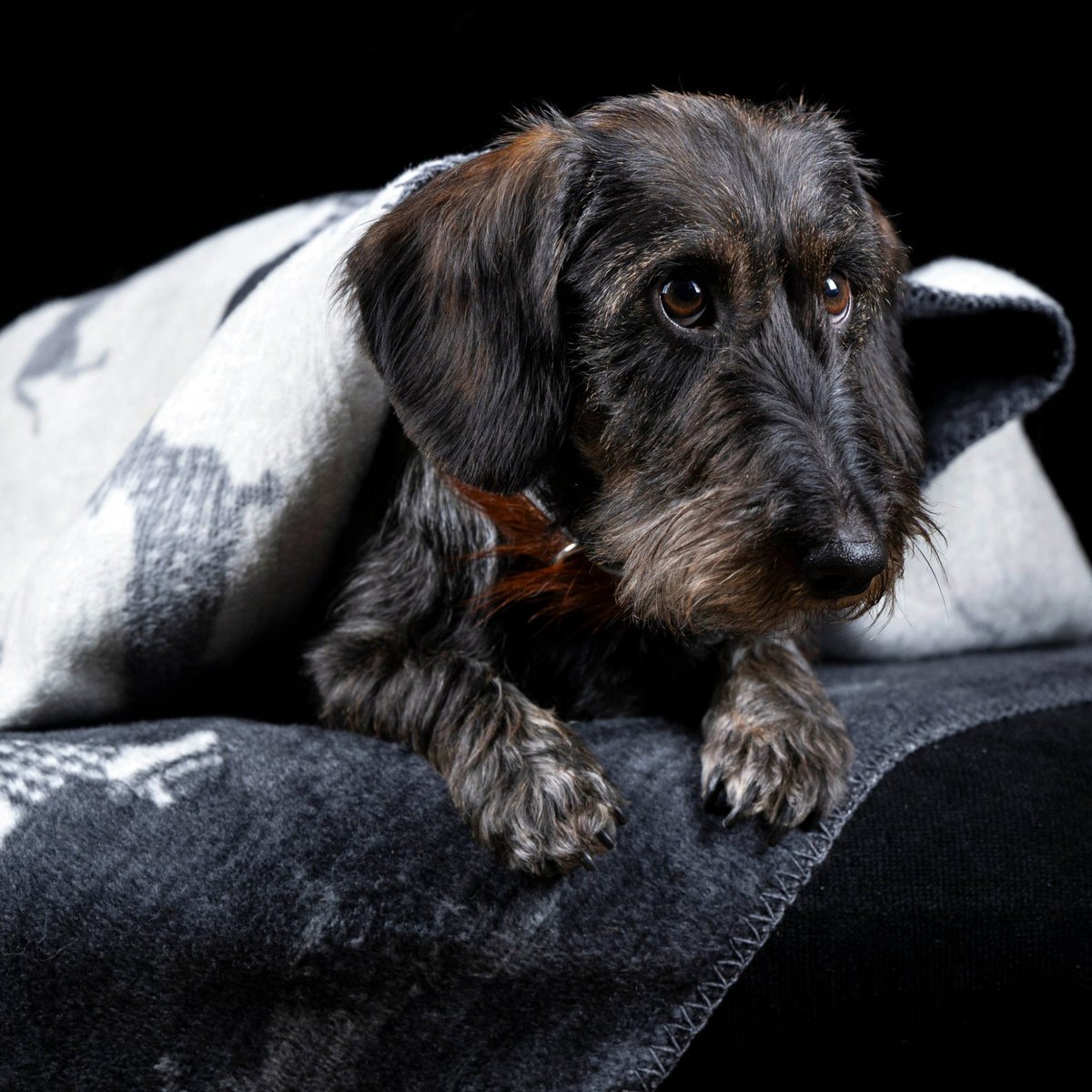 Decke TECKEL - Wendedecke mit Dackelmotiv - Tiny Paws Boutique