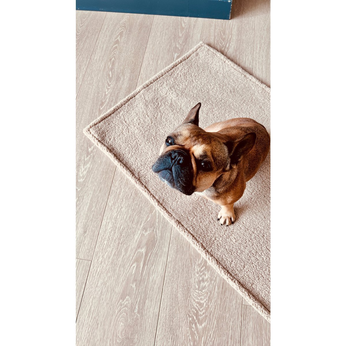 Decke TEDDY CREME - Multifunktions - Decke - Tiny Paws Boutique