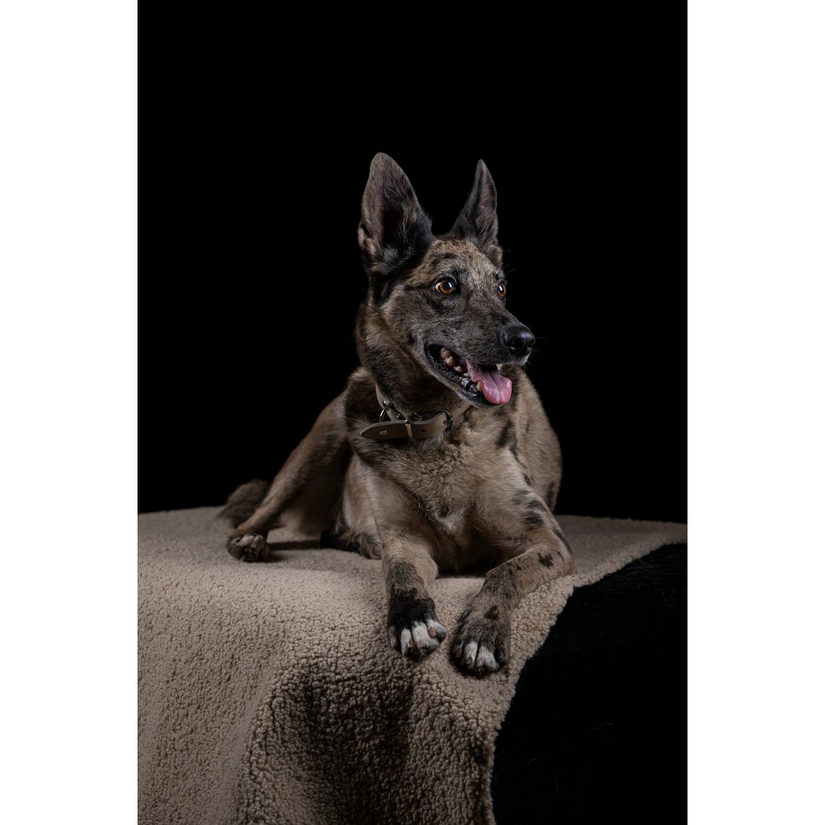 Decke TEDDY CREME - Multifunktions - Decke - Tiny Paws Boutique