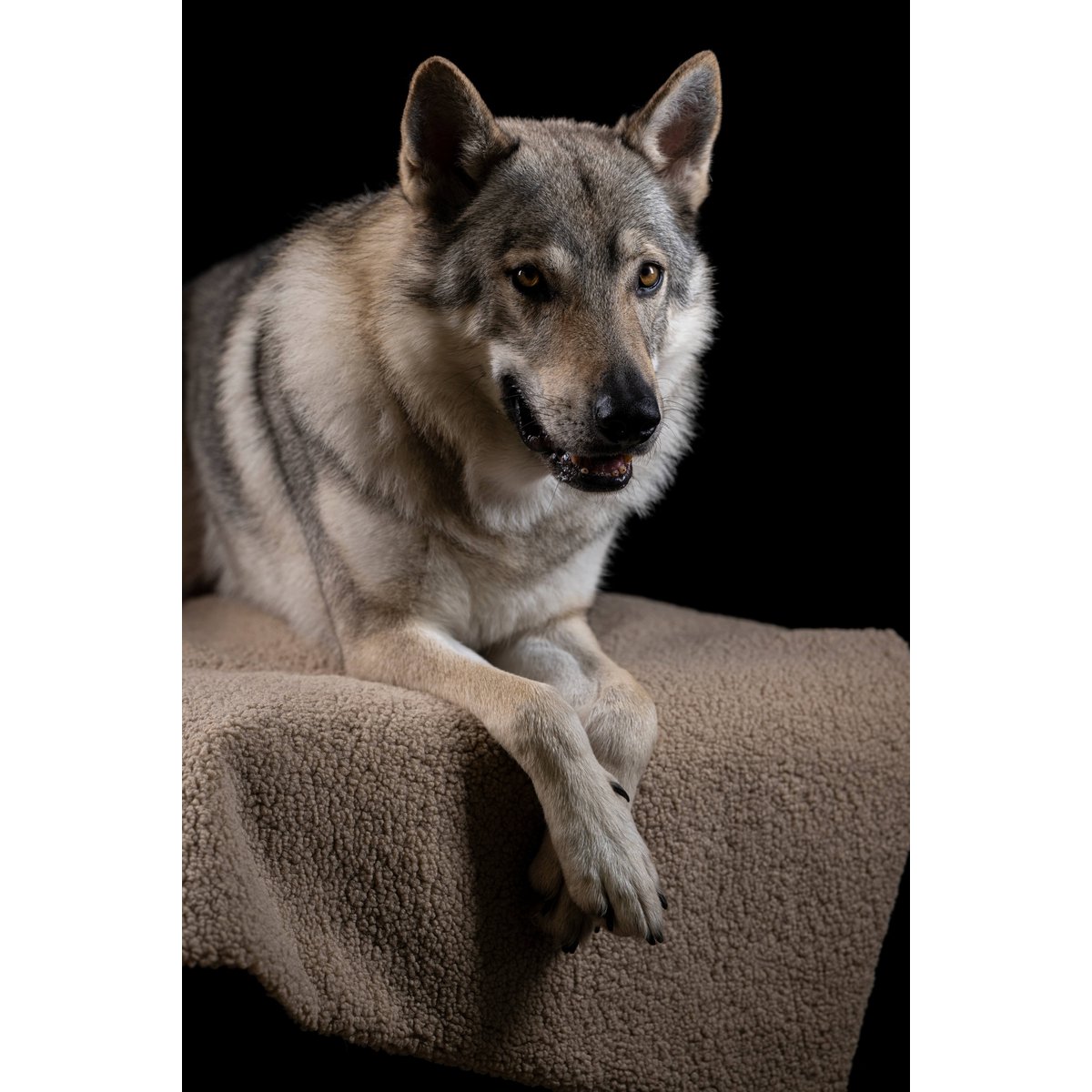 Decke TEDDY CREME - Multifunktions - Decke - Tiny Paws Boutique