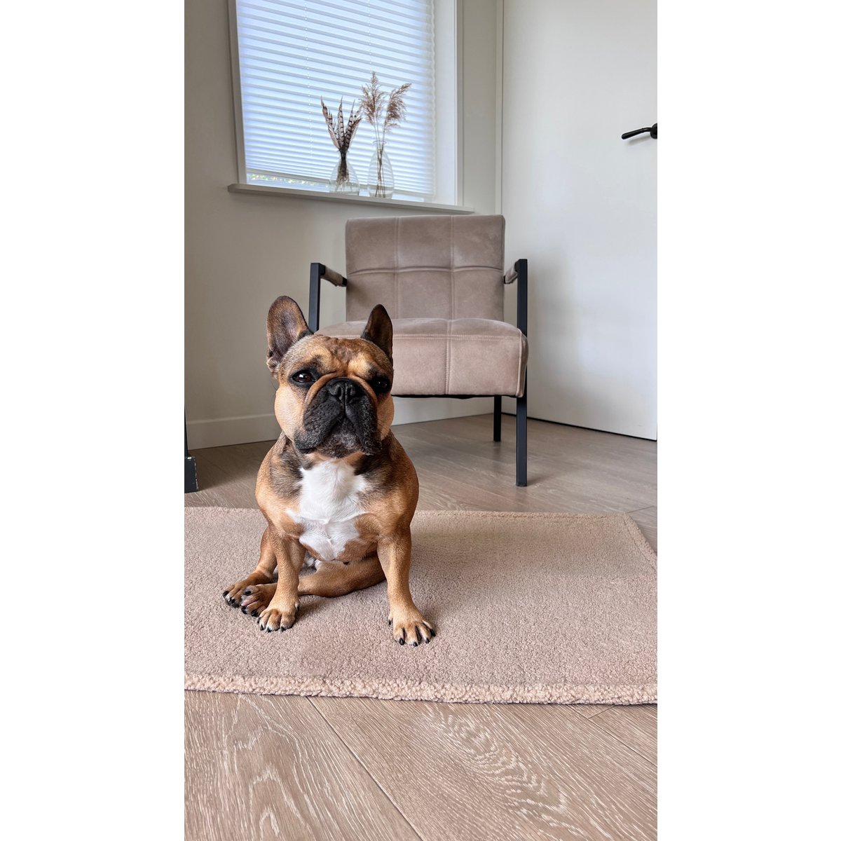Decke TEDDY CREME - Multifunktions - Decke - Tiny Paws Boutique
