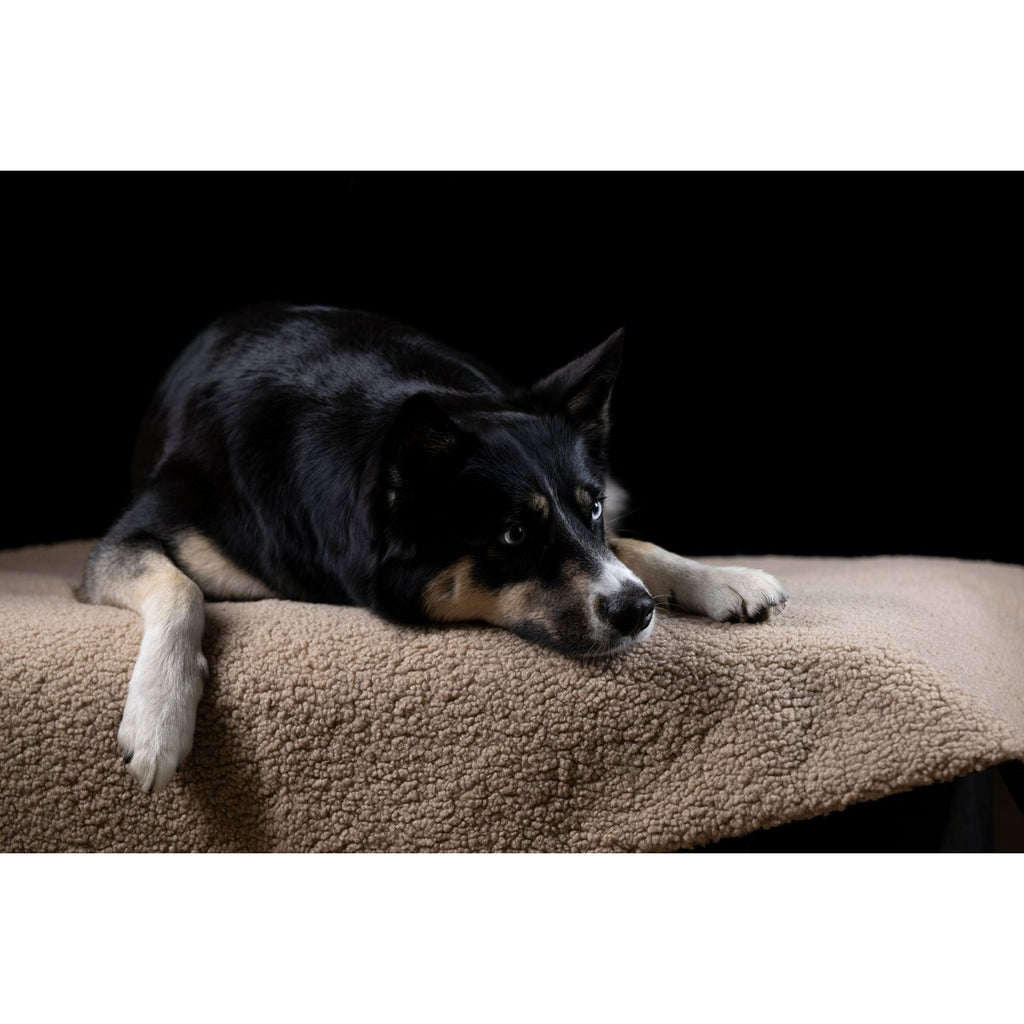 Decke TEDDY CREME - Multifunktions - Decke - Tiny Paws Boutique