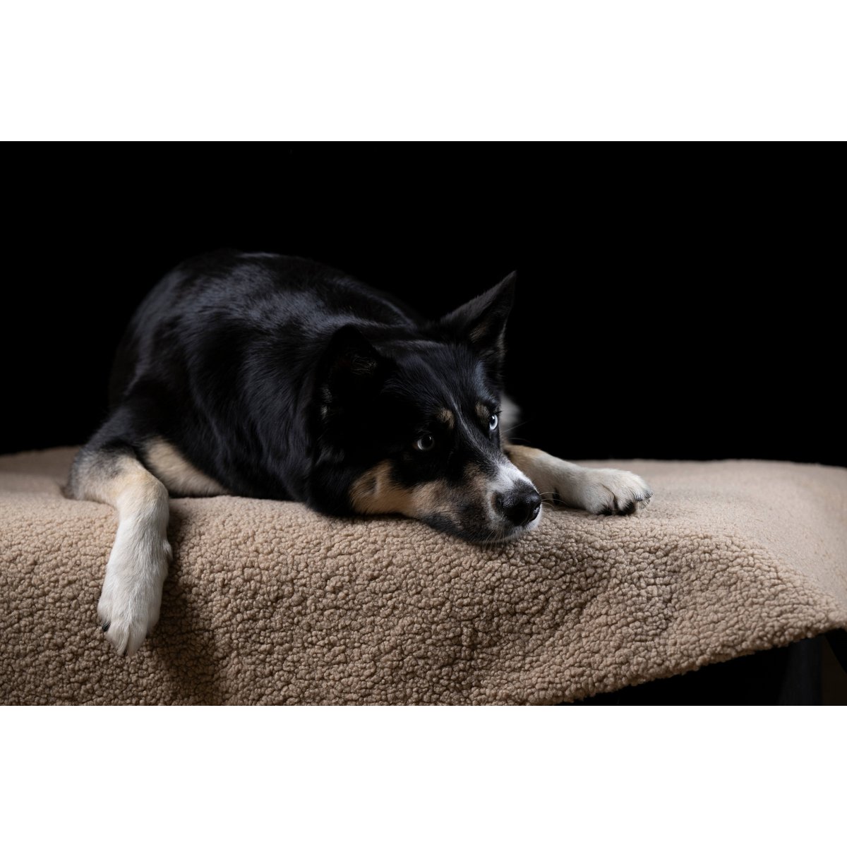 Decke TEDDY CREME - Multifunktions - Decke - Tiny Paws Boutique