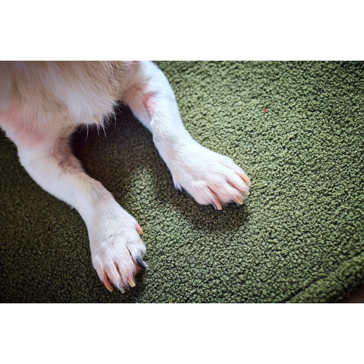 Decke TEDDY GREEN - Multifunktions - Decke - Tiny Paws Boutique
