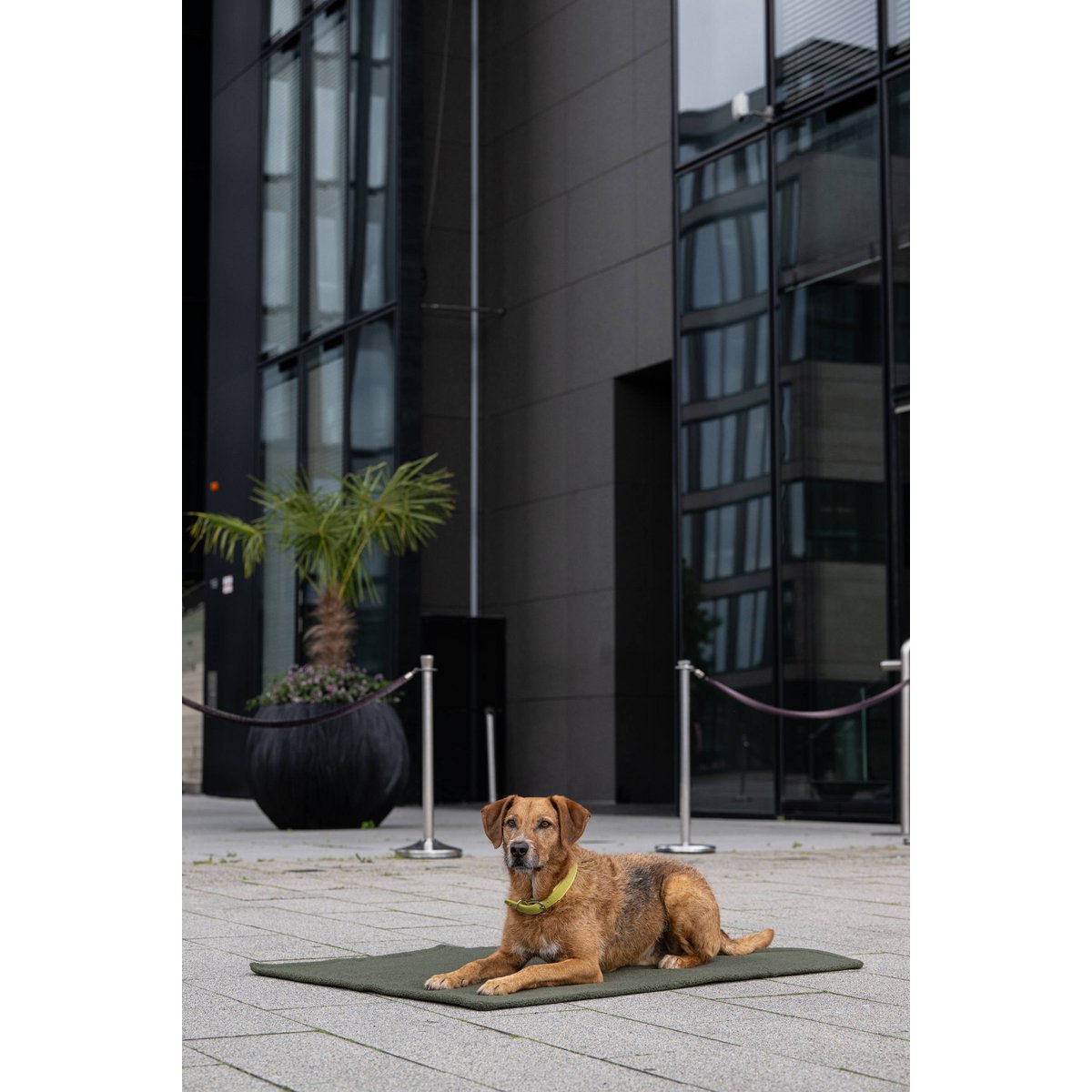 Decke TEDDY GREEN - Multifunktions - Decke - Tiny Paws Boutique
