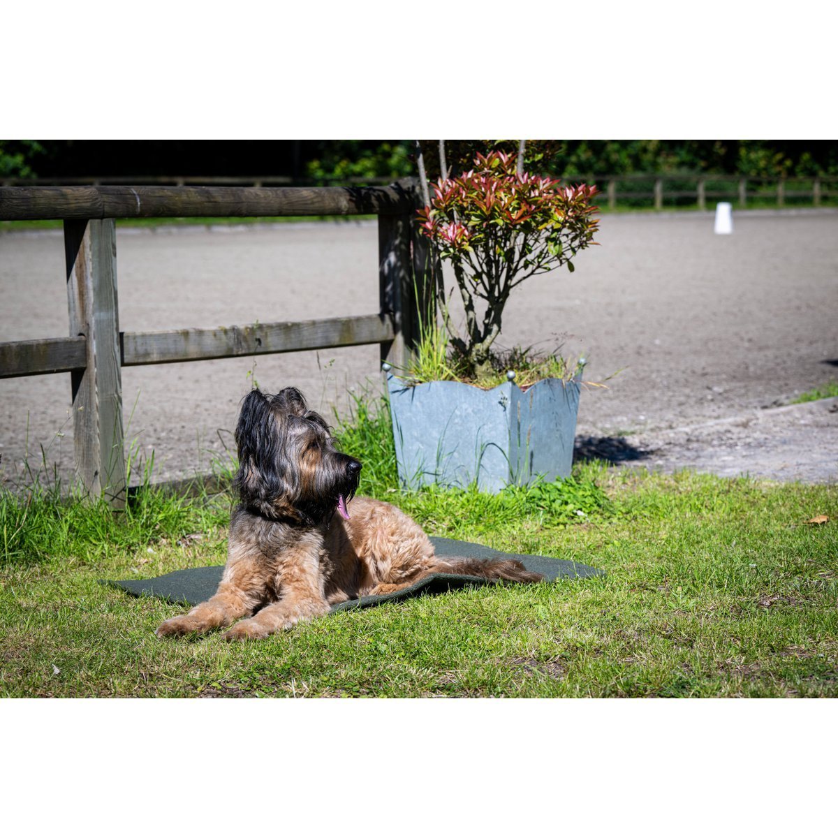 Decke TEDDY GREEN - Multifunktions - Decke - Tiny Paws Boutique