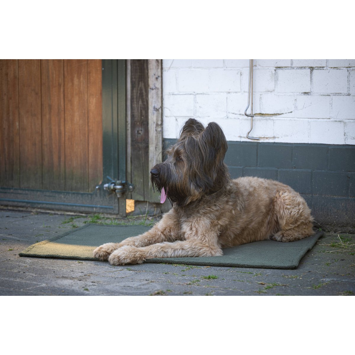 Decke TEDDY GREEN - Multifunktions - Decke - Tiny Paws Boutique