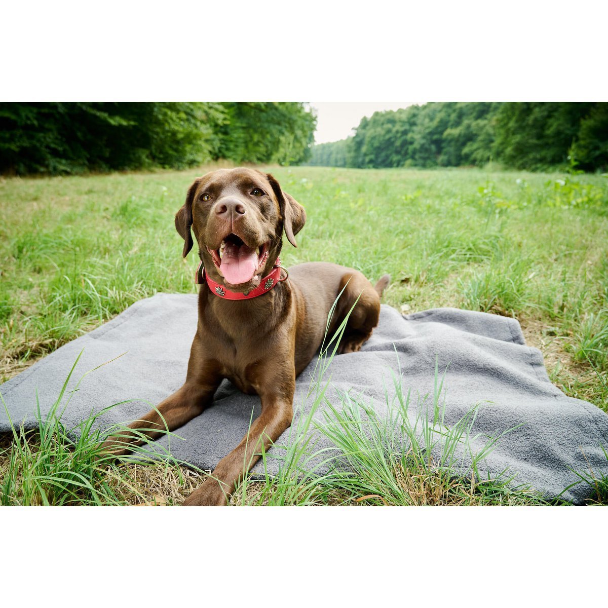 Decke TEDDY GREY - Multifunktions - Decke - Tiny Paws Boutique