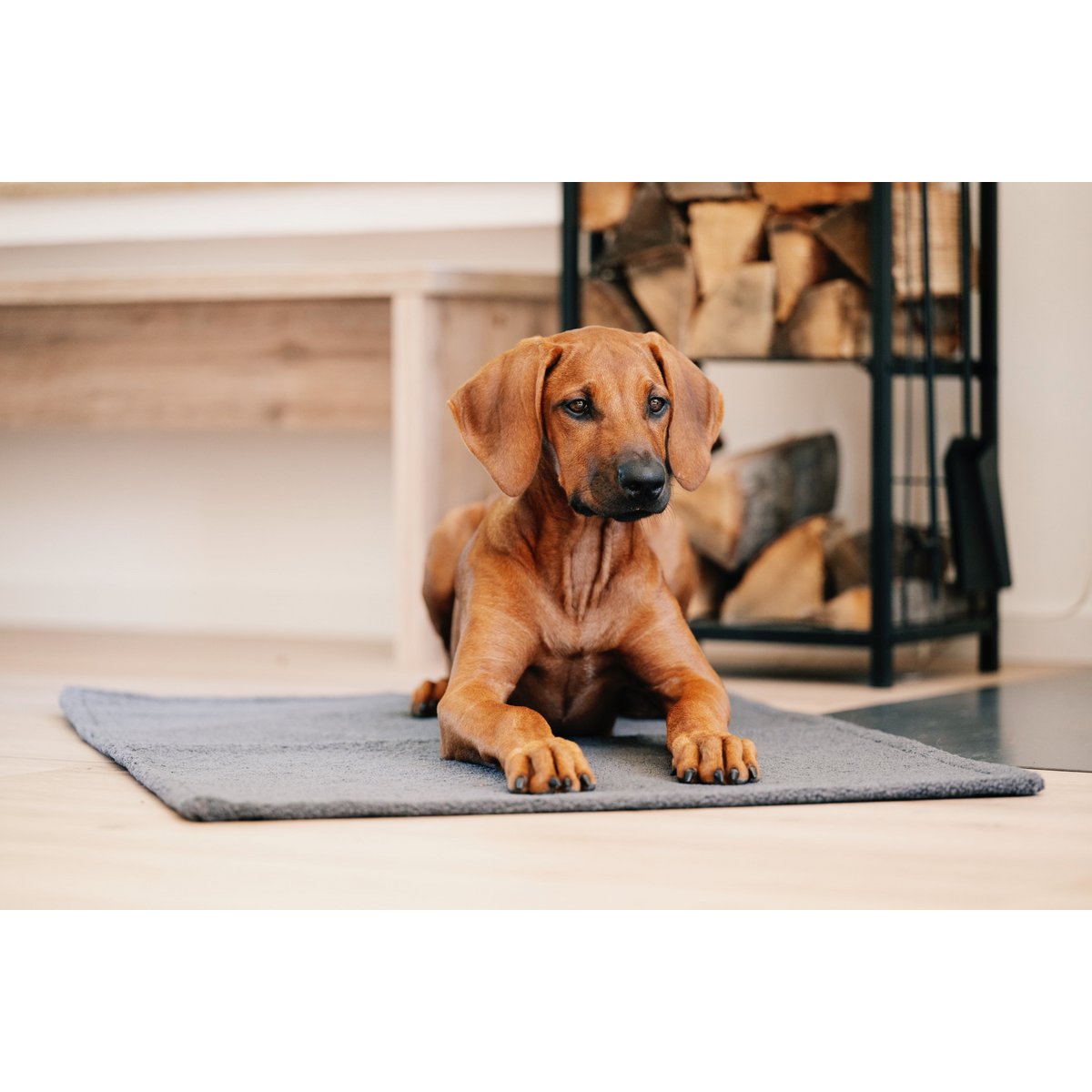 Decke TEDDY GREY - Multifunktions - Decke - Tiny Paws Boutique